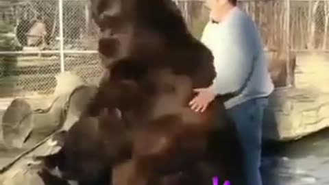 The size of this bear is surprising, this power from Russian