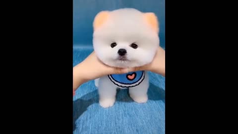 Teacup Pomeranian Compilation Part 2 Animal Funny Video Part 2