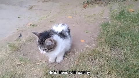 Mother Cat Feeding Milk To Her Kittens Even After Weaning Them