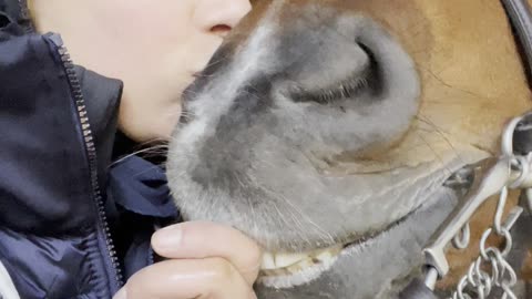 Blind Horse Kisses