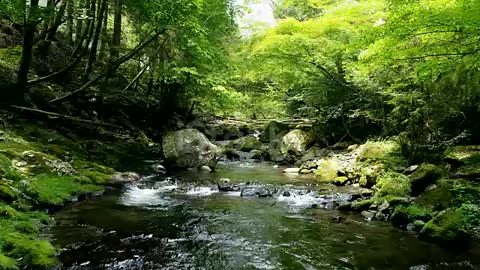 Nature Sounds of a Forest River for Relaxing