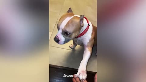 Pets Farts That Will Make You Laugh Out Loud