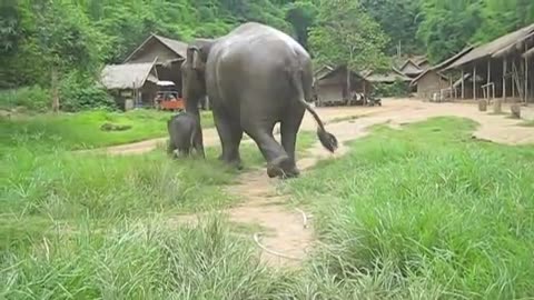 A three week old baby elephant exploring his territory