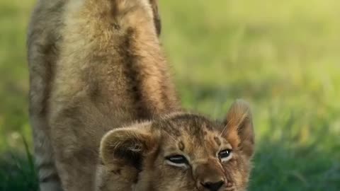 Lion Kingdom: Majestic Beasts of the African Savanna