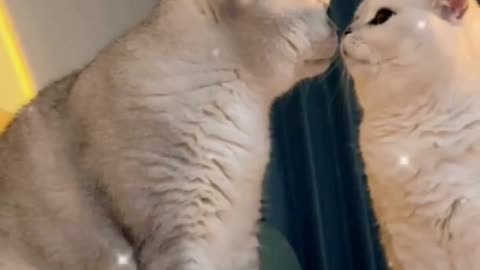Cat meme & kitten [tik tok video (2021)]💘 - funny meow baby cute compilation #short