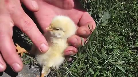 Baby Bird Falls off to Sleep Getting Tummy Rubbed by Human