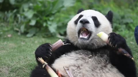 A panda eating breakfast