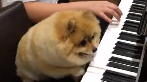 Pomeranian dog is a piano prodigy
