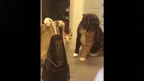 This Cat Will Fight Back When Scared (Watch Till The End)!!