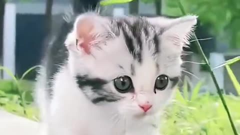 Funny amazing cat video viral cat video cat short video🙀😸😽