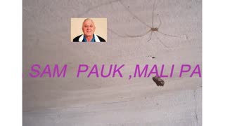 Mali Pauk