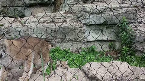 RACINE ZOO 6.8.24 VIDEO5