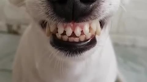 Funny Dog Can Smile 😂😂 - He Has Better Teeth Than Me 😂😂