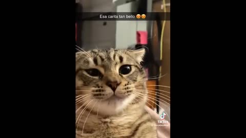 FUNNY CAT MEMES COMPILATION