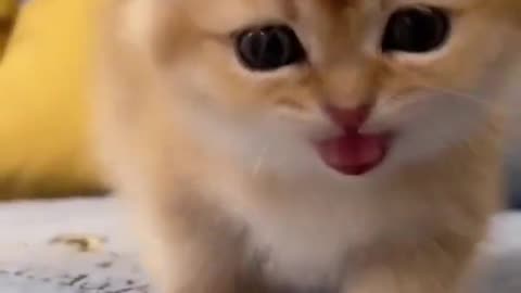 @catmeow888 Subscribe #shorts cat meme & kitten tik tok video funny cats meow baby cute