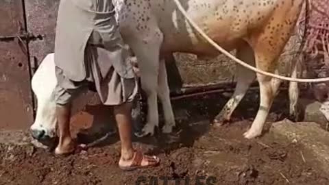 Cow Mooing During Bath