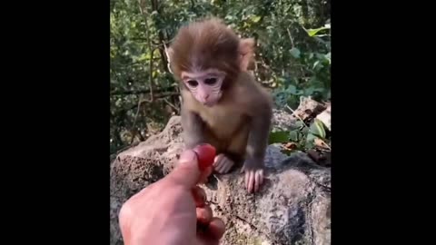 Cute Baby Animals Videos Compilation | Funny and Cute Moment of the Animals #8