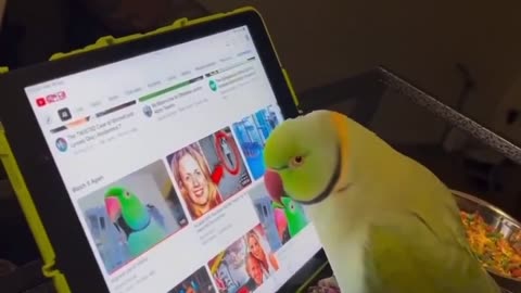 Funny Clever Plum Head Parrot