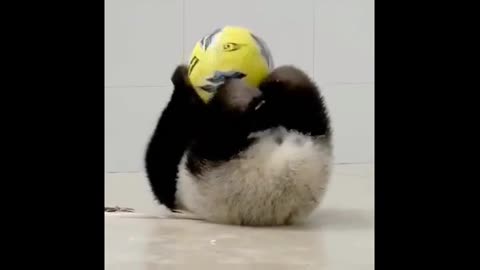 Funny and cute panda videos cute animal.