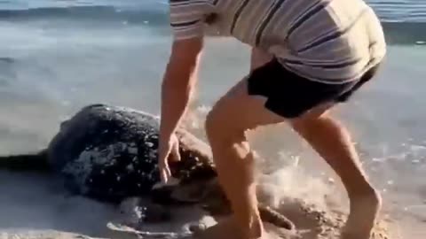 Turtle in trouble