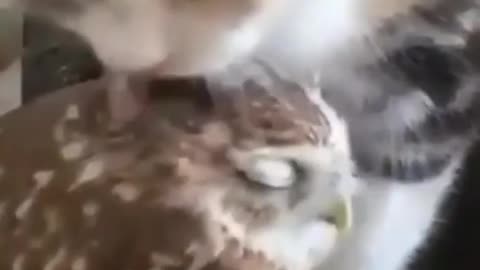 This cute cat loves to clean owl feathers ,#273#shorts funny cat videos