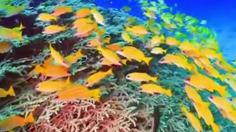 Group Of Beautiful Yellow Fishes #shorts #viral #shortsvideo #video