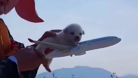By plane🐶