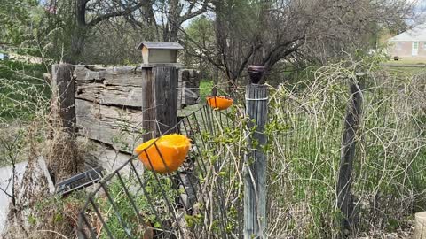 The sights and sounds of the Baltimore Oriole