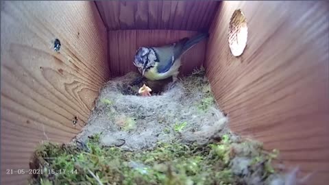21st May 2021 - We lost a chick / another uninvited guest - Blue tit nest box live camera highlights
