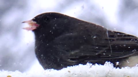 Dark-eyed Junco