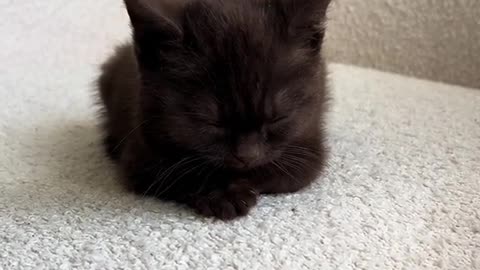 cute kitten