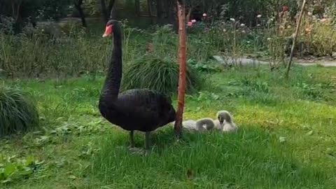 A family of three were wandering leisurely on the grass