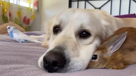 Dog, Rabbit and Budgie - Cute Friends