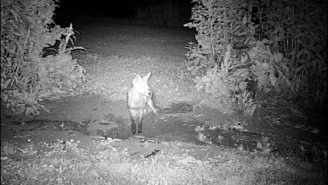 Wounded Elusive Fox Digging Trail Cam