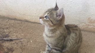 Watch the cat look at the tree and meditate