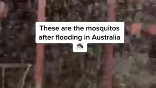These are mosquitoes after floods in Australia