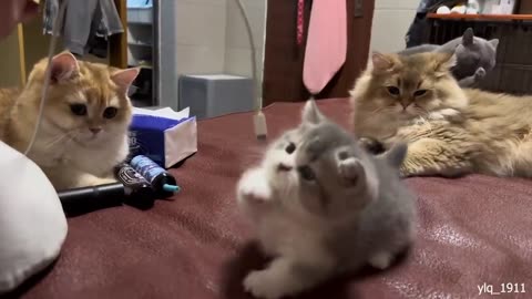 You Laugh You Lose 😂Videos of funny cats and kittens for a good mood!