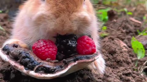 A cute rabbit eats dessert