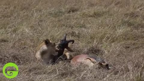 Antelope Gets Snatched while Giving Birth 👀😯