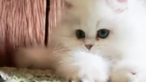 OMG So Cute Cats ♥ Best Funny Cat Videos 2021 #Shorts (5)