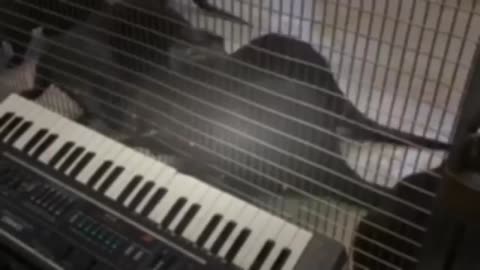 Funny - Otters playing a synthesizer