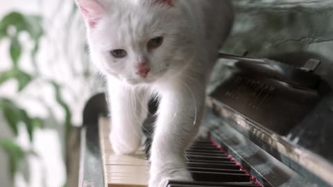 Lovely cat with harmonium playing