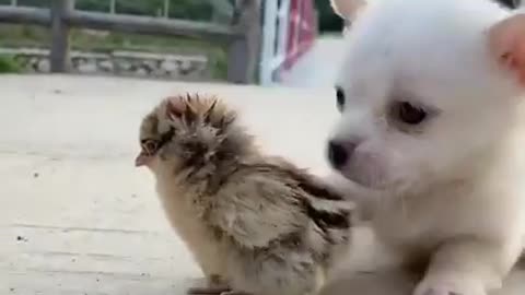 Satisfying Baby Dog Cute and Funny Moment