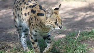 Leopard in Africa