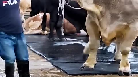 1.3 ton bull with fluffy coat from Brownie's Ranch