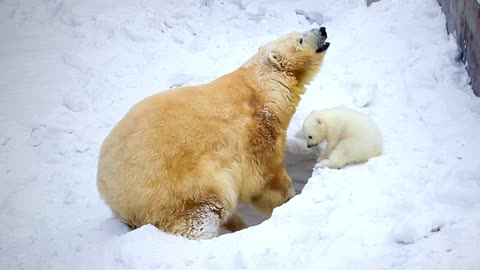 Cute baby polar bear