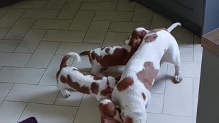 Basset Hound Mama Plays with Her Babies