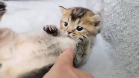 Collected cute scenes of small kitten