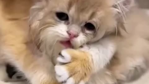 Funny Animal Videos 2024 Best Dogs And Cats Videos 😺😍short,viral,tiktok