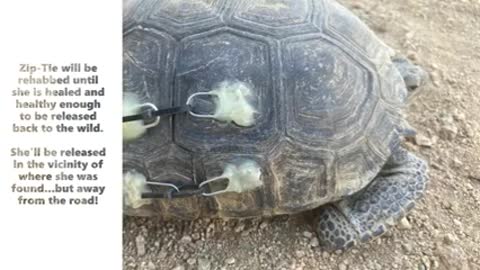 Desert Tortoise Rescue_2